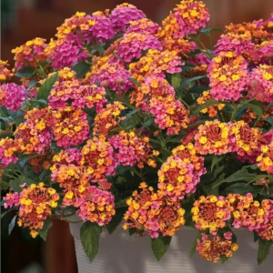 lantana camara passionfruit rose and yellow 43178 s 1