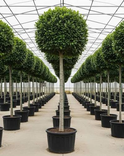 ficus 2 ficus 2