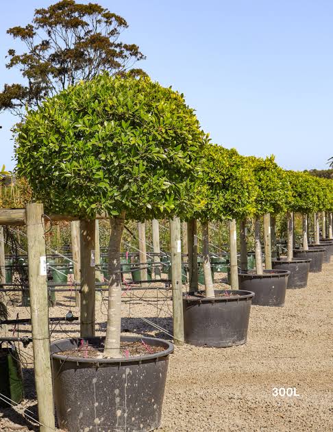 ficus 3 ficus 3