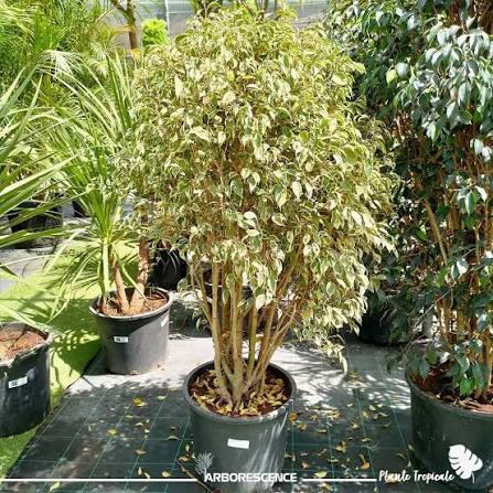 ficus benjamina1 ficus benjamina1